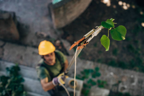 How Our Tree Care Process Works  in  Alturas, FL