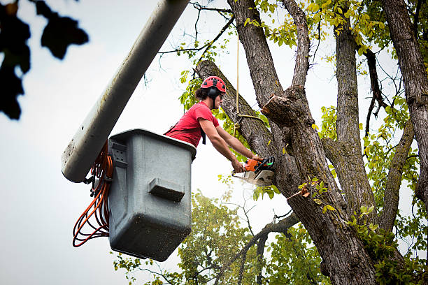 Best Tree Preservation Services  in Alturas, FL